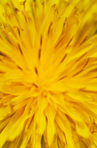 Dandelion fire 2
